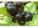 Butasi coacaz soiul ruben si alte soiuri in comentariu cereale plante pomi 867140 poza 1